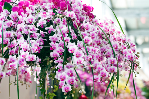 Hanging overflowing with a flowering pink moth orchid