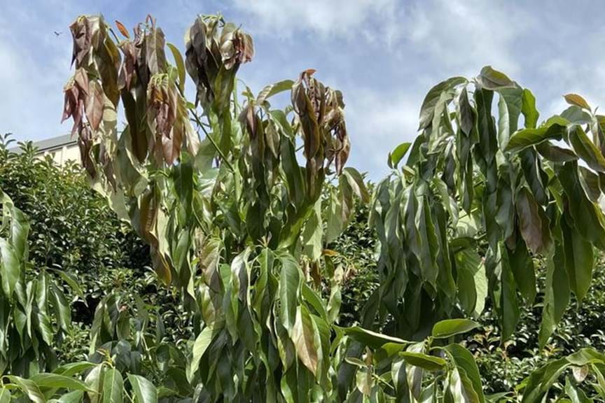 How To Get Rid Of Root Collar Rot In Your Garden Yates Australia how-to-get-rid-of-root-collar-rot-in-your-garden-yates-australia