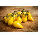 56537_Heirloom Tomato Yellow Pear_Lifestyle1.png (5)