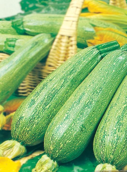 Zucchini Greyzini Garden Seeds Yates Australia