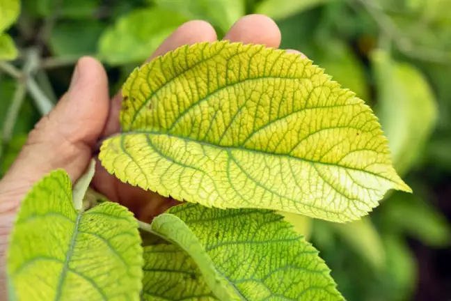 Interveinal chlorosis