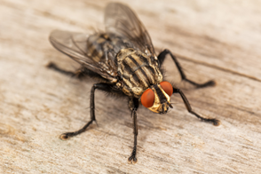 Fly Control in Your Home & Garden