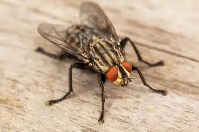 Flies