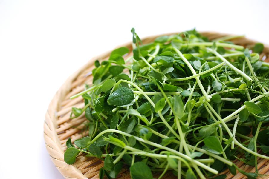 Snow Pea shoots