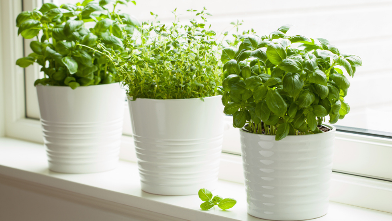 Potted Herbs 800X451px LS