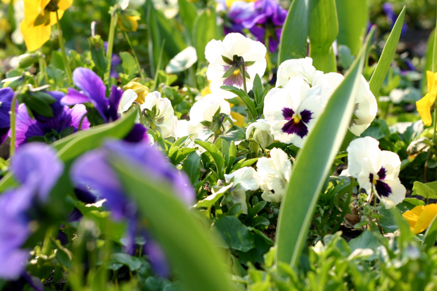 How to Grow Violas