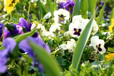 Violas
