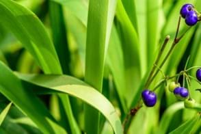 How to Grow Dianella
