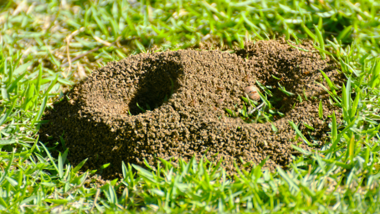 Pest Ant Mound Lawn Image