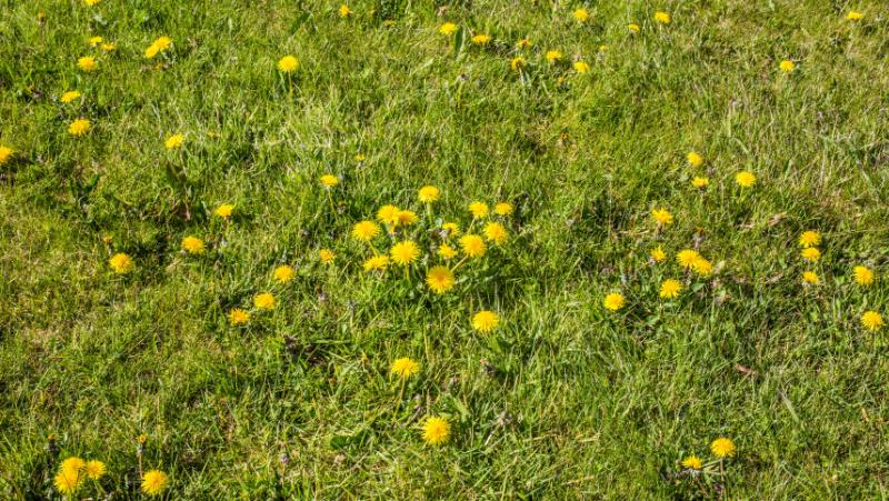 dandelion in flower growing in a lawn