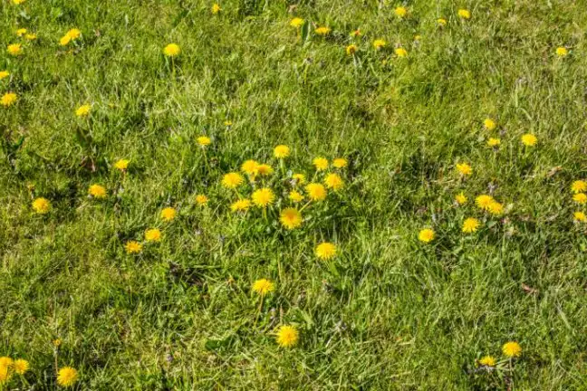 dandelion in flower growing in a lawn