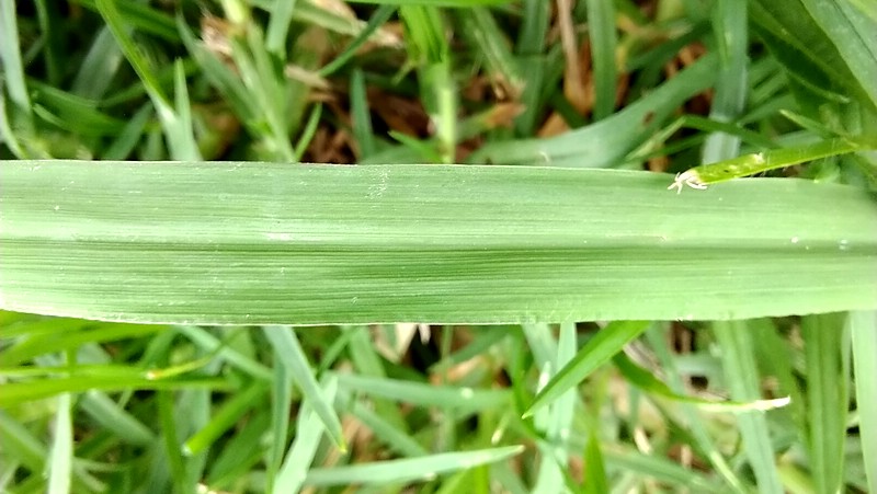close up of a paspalum leaf with prominent midrib and deep longitudinal veins