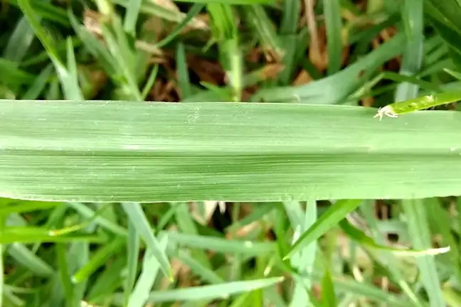 close up of a paspalum leaf with prominent midrib and deep longitudinal veins