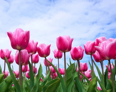 How to Grow Tulips