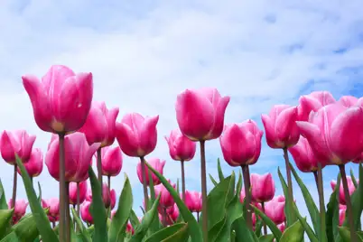 Tulips