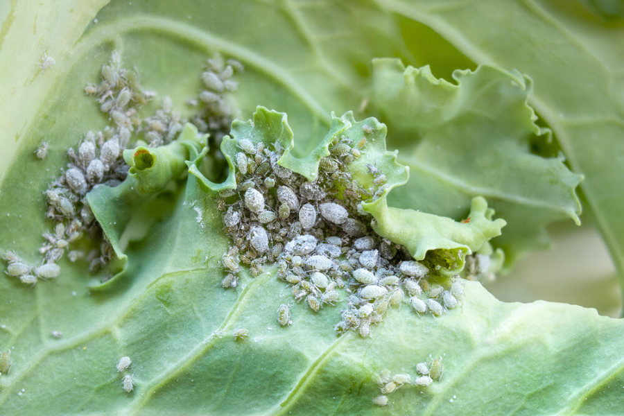 Aphids on Cabbage