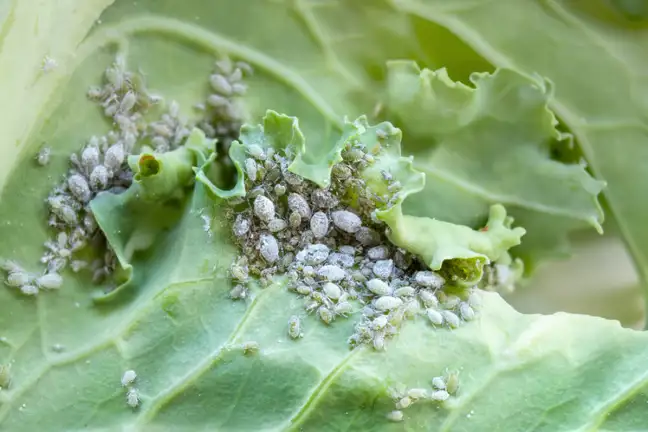Cabbage Aphid (Brevicoryne brassicae) masses of grey aphids congregated and sitting on the underside of a cabbage leaf