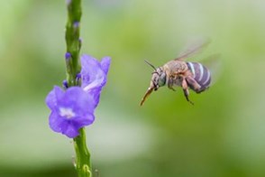 Buzz Pollination