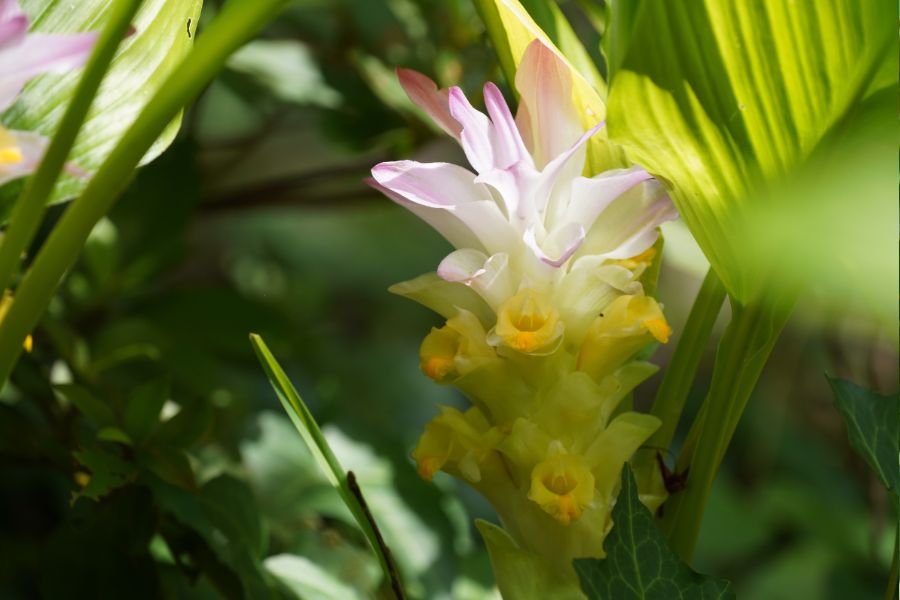 Close up of Turmeric flower