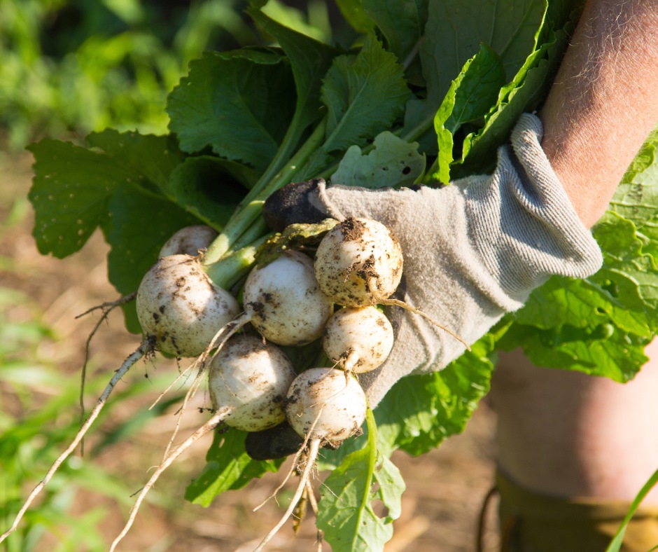 Japanese Turnip Hakurei Garden Seeds Yates Australia