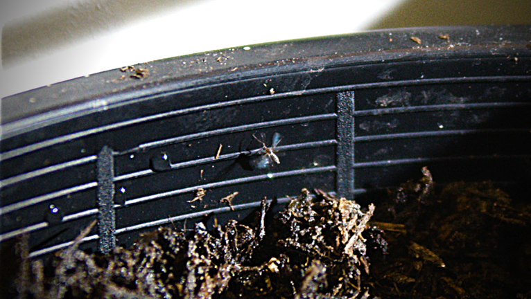 Gnat infestation best sale