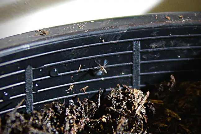 Fungus Gnat 800 451Px (2)