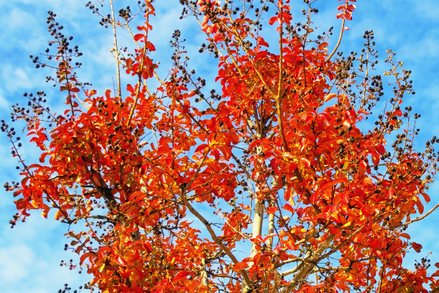 Best Plants for Autumn Foliage Colour | Yates Australia
