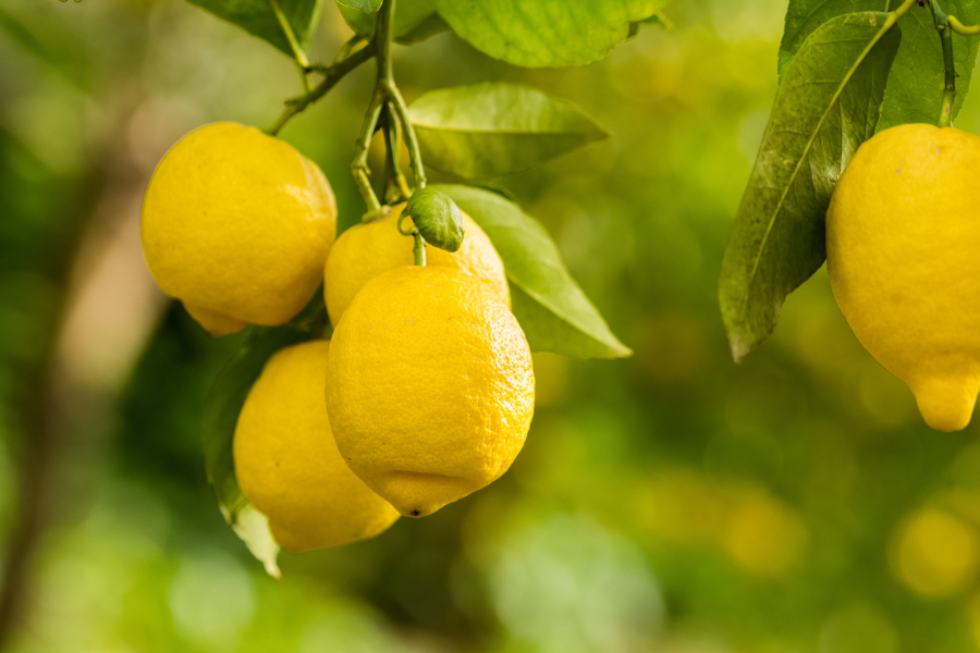 Winter citrus care
