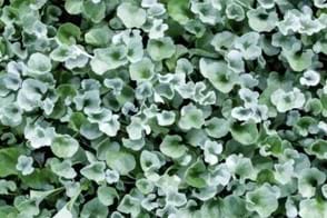 How to Grow Dichondra Silver Falls