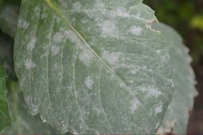 Powdery Mildew on Leaves