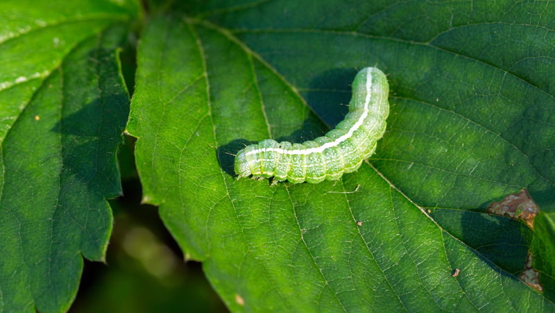 Shutterstock 290570690 Purchased Green Caterpillar On Green Leaf
