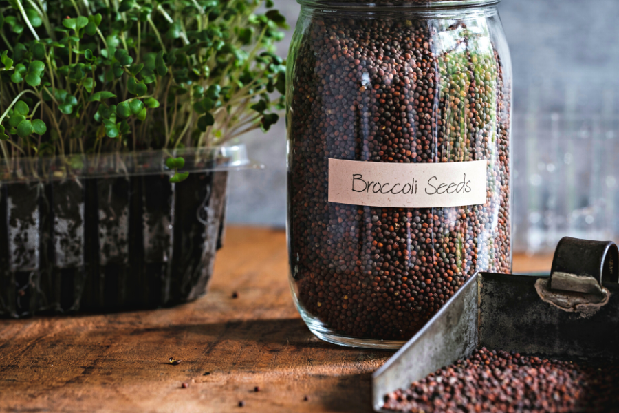 large glass jar of broccoli seeds sitting next to a tray of broccoli seedlings both on a timber bench