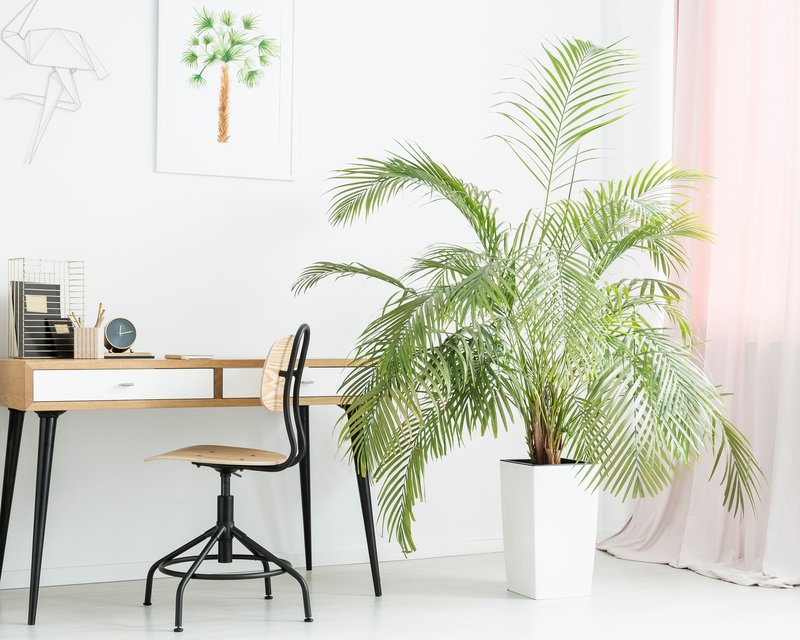 How to grow palms yates australia