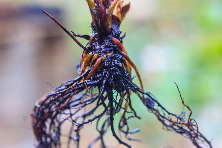 close up of a Strawberry Crown that has been soaked and ready for planting