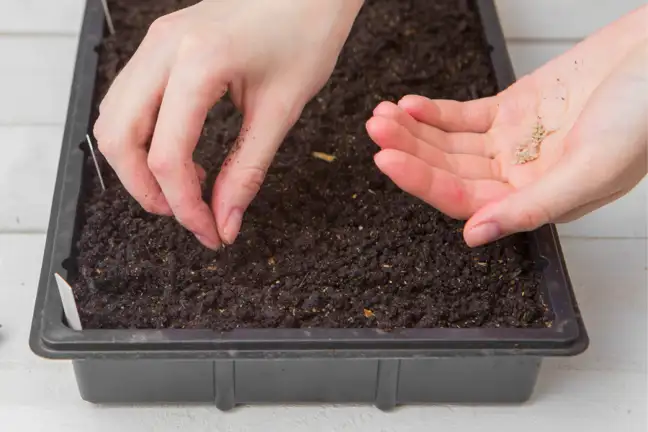 person sowing tomato seeds in a large tray