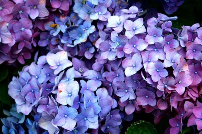 A hydrangea showing off its pink, purple and blue ones
