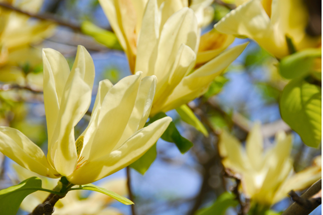 Yellow Flowering Magnolia