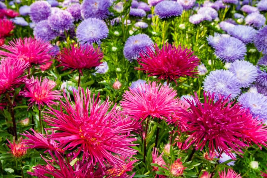 Pink and purple Asters growing in the garden