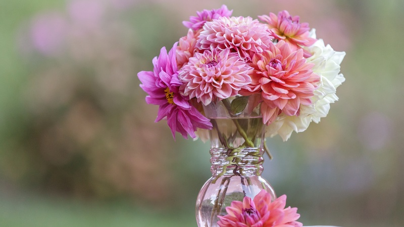 glass vase full of dahlias in shades of pink, white and peach