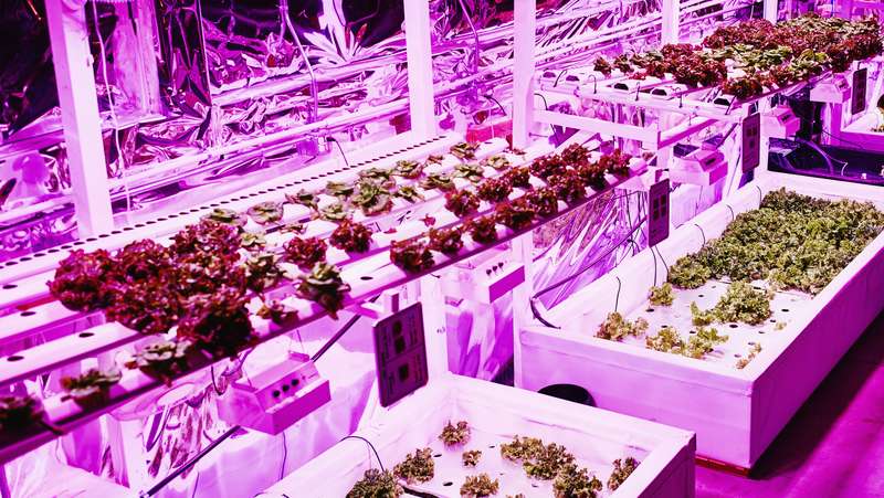 Led grow lights for hydroponics discount