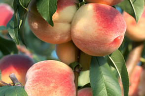 How to Care for Stone Fruit this Winter