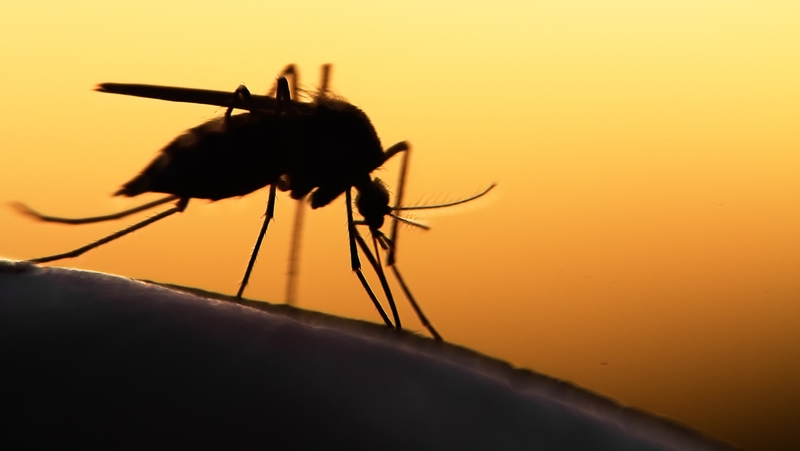 Mosquito Sunrise 800X451px LS
