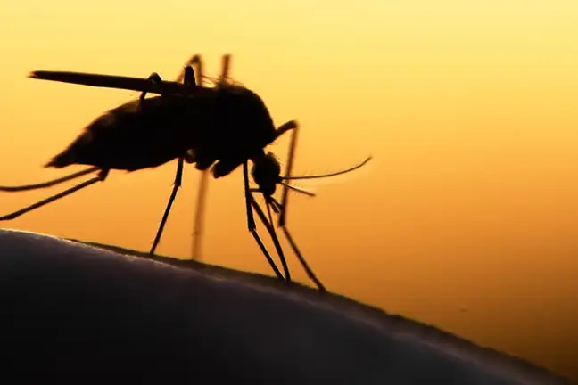 Mosquito Sunrise 800X451px LS