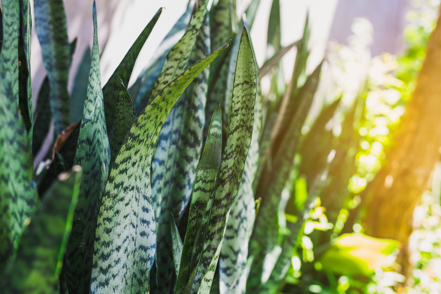 Mother In Law's Tongue Dracaena Trifasciata