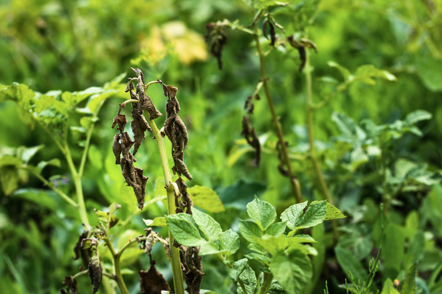 Late Blight of Potato where tips of stems and leaves have developed water-soaking and died off