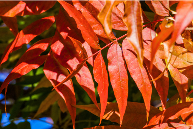 close up of Chinese pistachio (Pistacia chinensis) leaves with red to orange autumn foliage