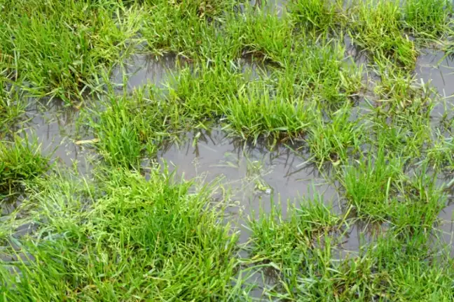 Flood Backyard Water Lawn