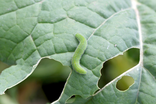 Cabbage White Butterfly Caterpillar