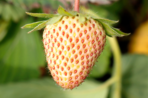 White Strawberries growing on a plant