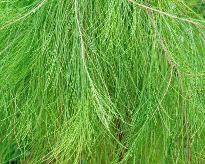 Casuarina